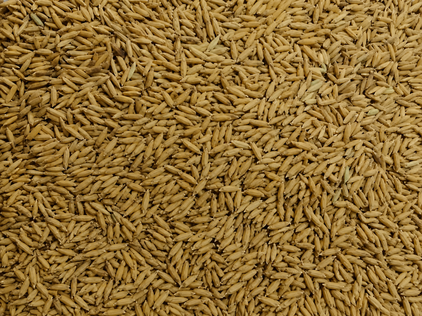 MTU-1010 Rice exported by Aurenta International Pvt. Ltd. from India